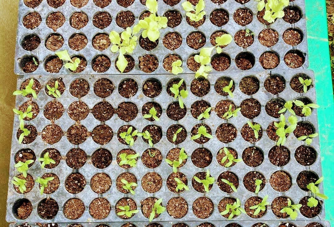 Huerto familiar, integrando familias